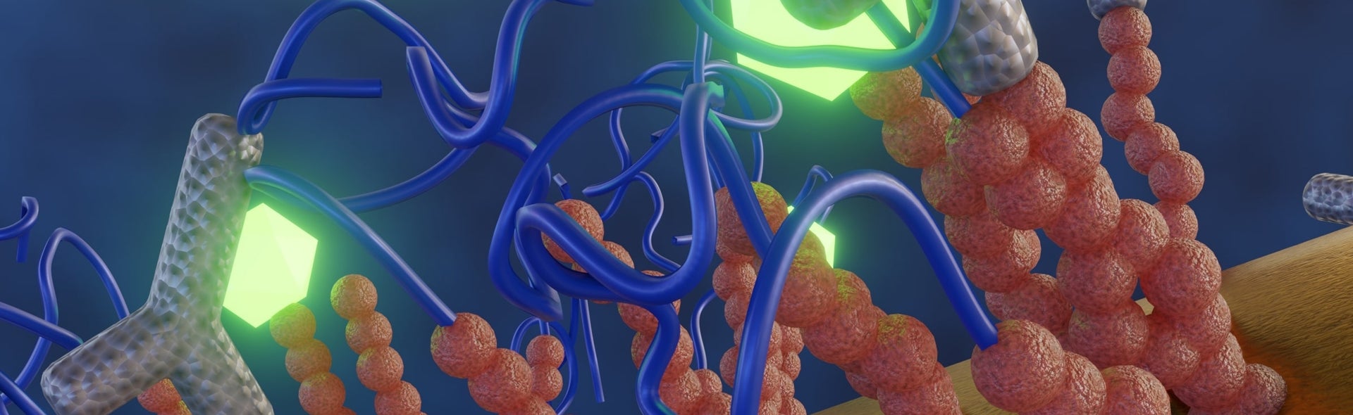 fluorescent proteins labelling fibers (microtubules) inside live cells (EB1, MEF cells, scale bar 10 µm)