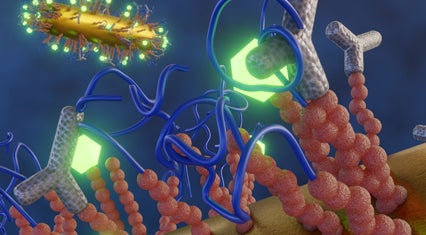 fluorescent proteins labelling fibers (microtubules) inside live cells (EB1, MEF cells, scale bar 10 µm)