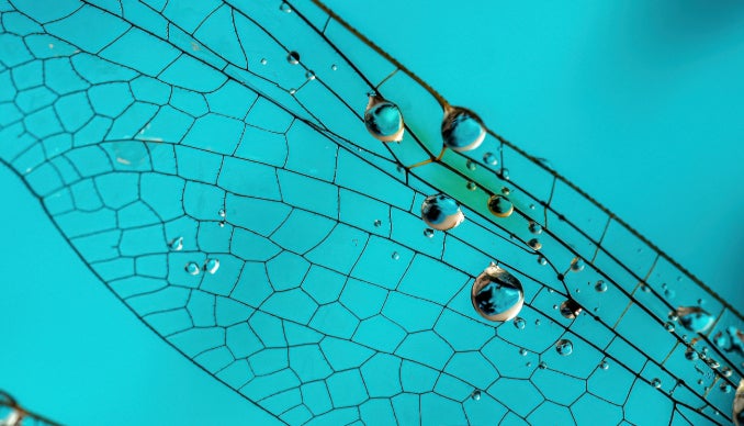 Dragonfly wing with water droplets on blue background