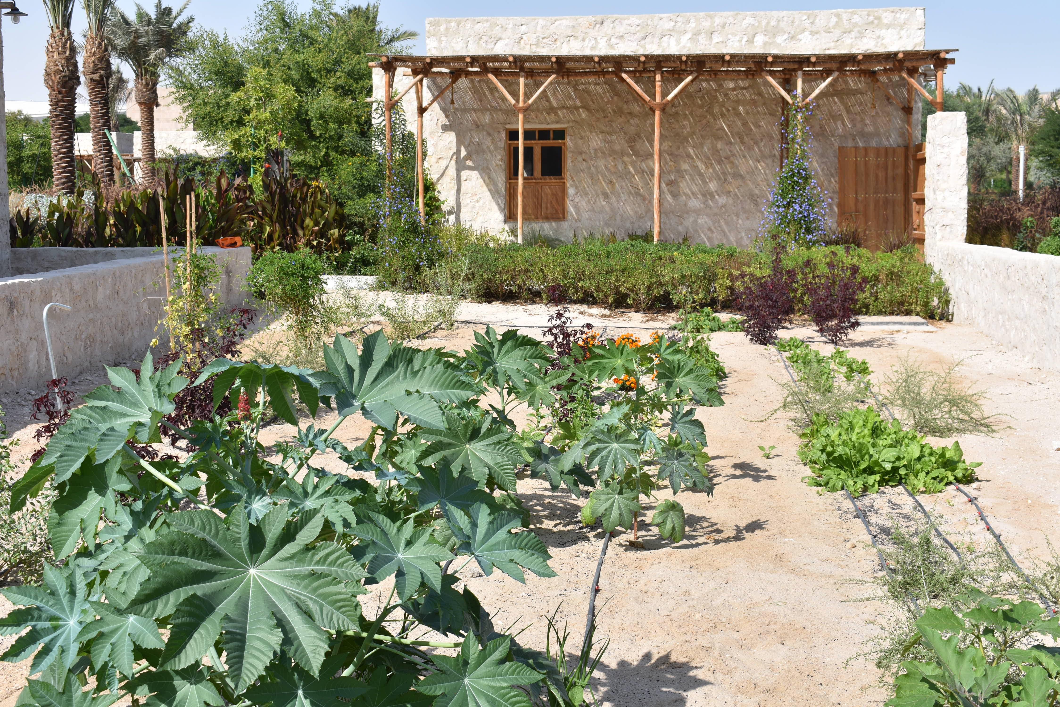 A view of the new dye plants garden