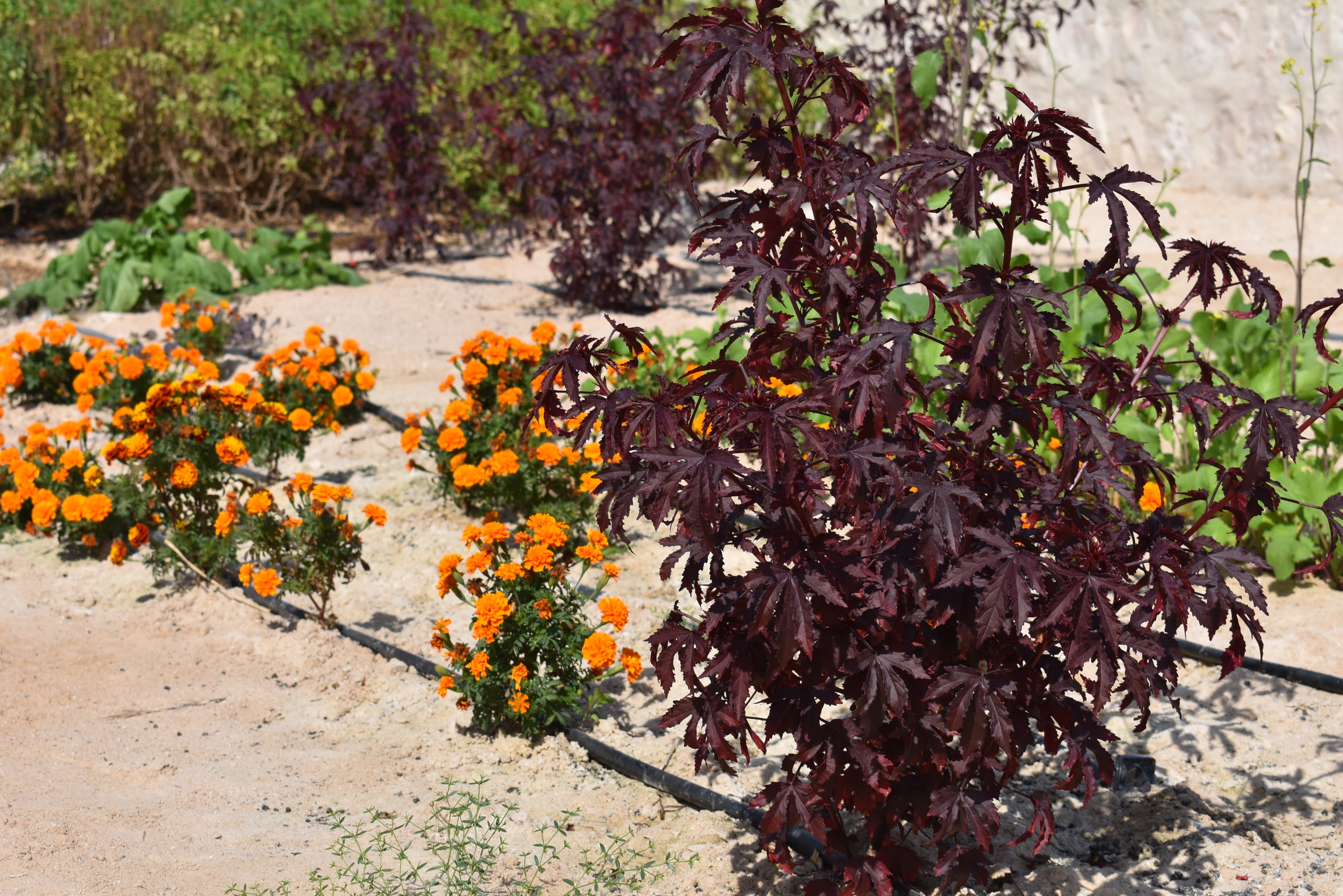 A view of the new dye plants garden