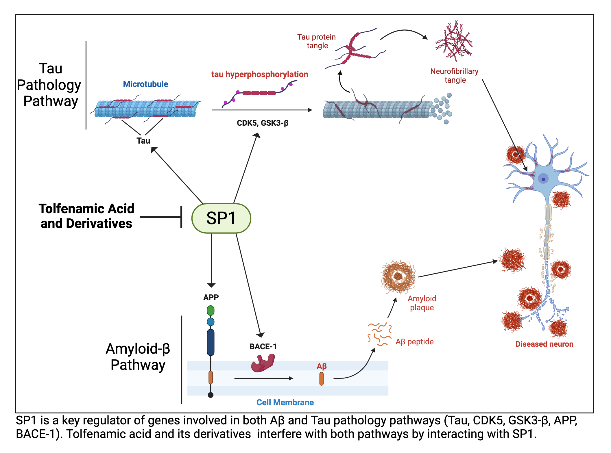 SP1 is a key regulator of genes