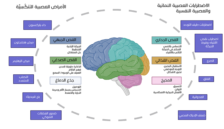 شكل رقم 1: فصوص الدماغ ووظائفها. الأمراض العصبية التَنَكُّسِيٌّة والاضطرابات العصبية النمائية والعصبية النفسية. 