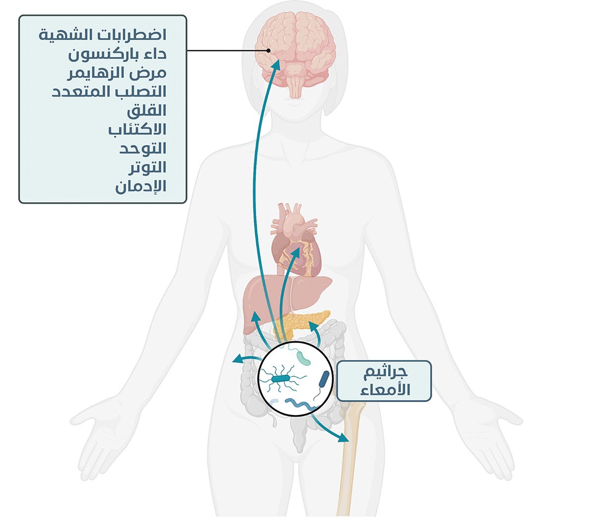  جراثيم الأمعاء واضطرابات الدماغ.