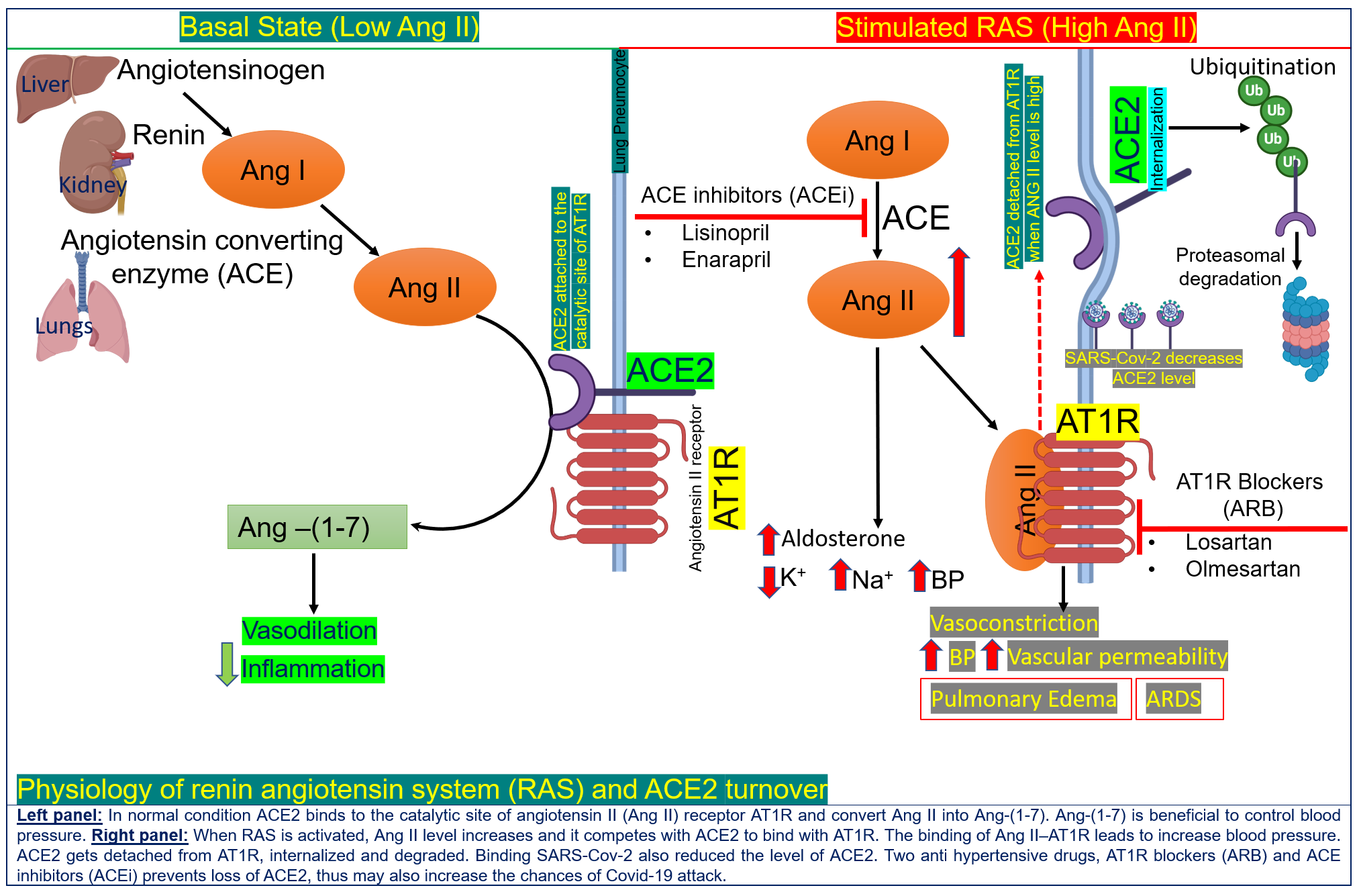 Angiotensin converting enzyme 2 (ACE2): the ‘double-edged sword’ for COVID-19 
