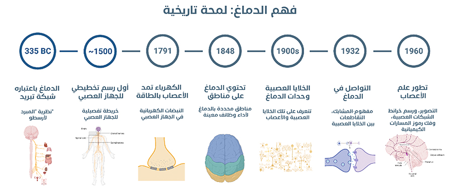 شكل رقم 2: لمحة تاريخية عن أبحاث الدماغ.