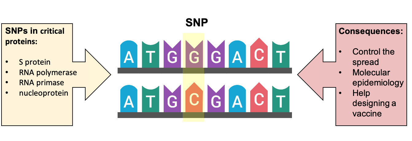 Figure 1. Single nucleotide polymorphisms (SNP) or genetic variations