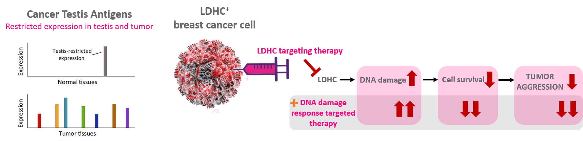 Figure 1. Targeting the cancer-testis antigen LDHC in breast cancer to reduce tumor cell survival and improve sensitivity to DNA damage response targeted therapy.  