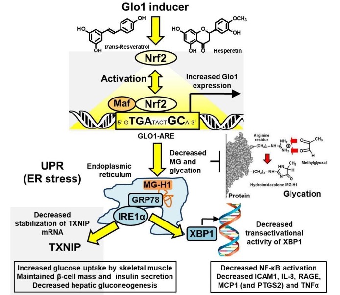Figure 1. Proposed mechanism of action of Glo1 inducer, tRES-HESP, through suppression of the unfolded protein response. Key: yellow filled arrows – mechanism of health improvement by; red filled arrows – damaging processes suppressed. From: Rabbani et al., Nutrients 13, 2374, 2021, where the definition of abbreviations is also given.