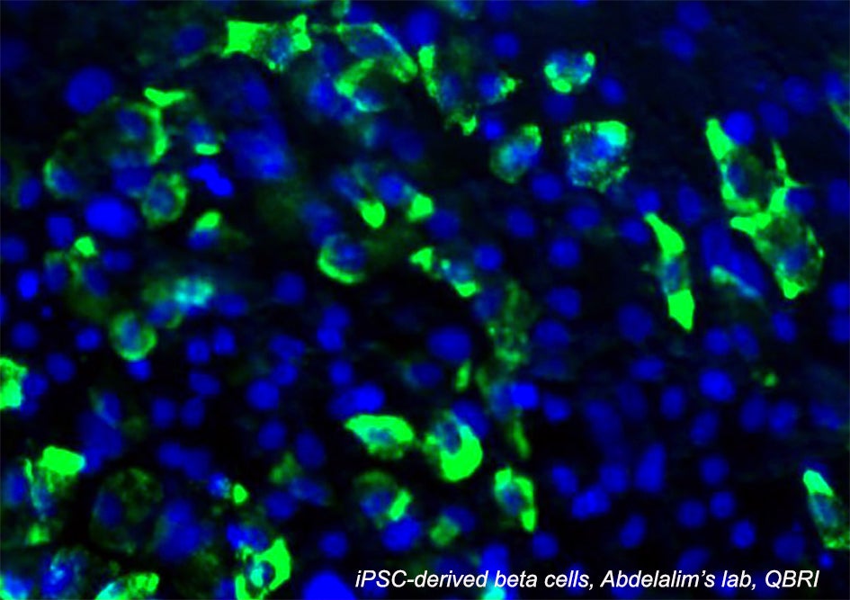 Qatar Biomedical Research Institute at HBKU Holds Symposium with Harvard Stem Cell Institute