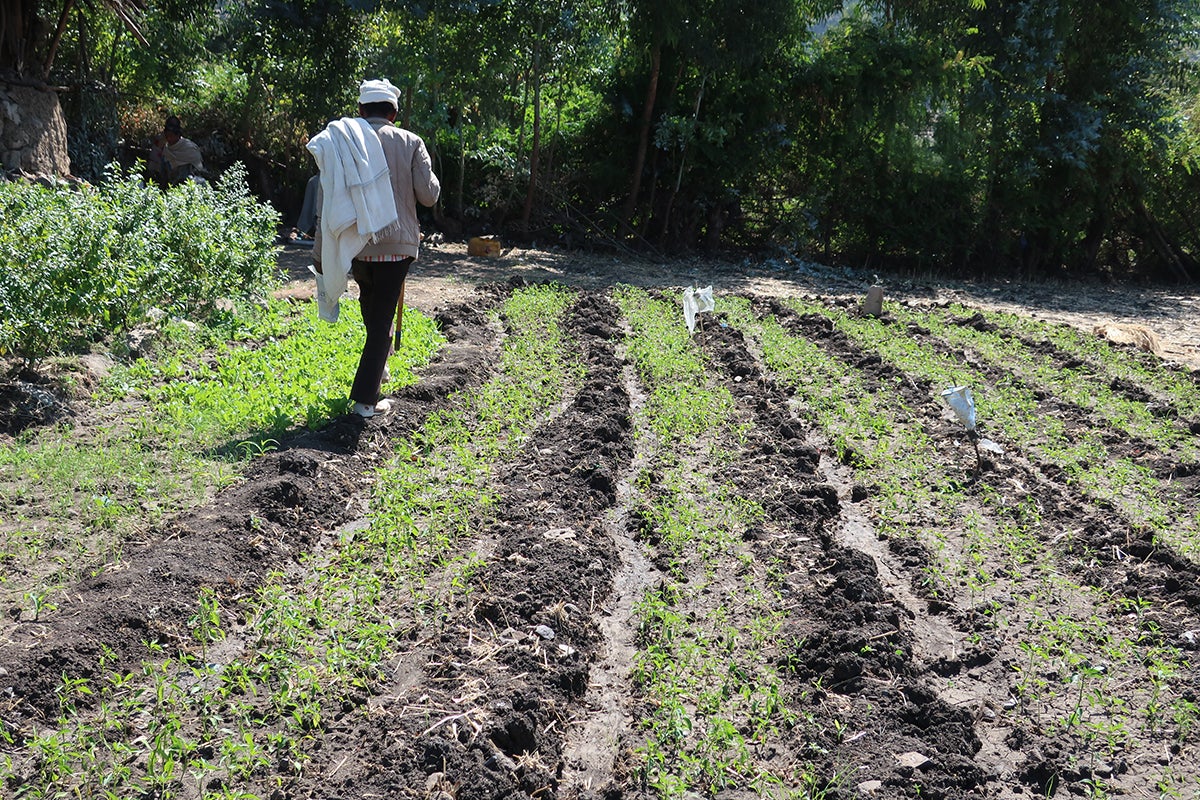 Chronic Food Security in Ethiopia Addressed in CPP Professor’s Open Access Article Funded by Qatar National Library