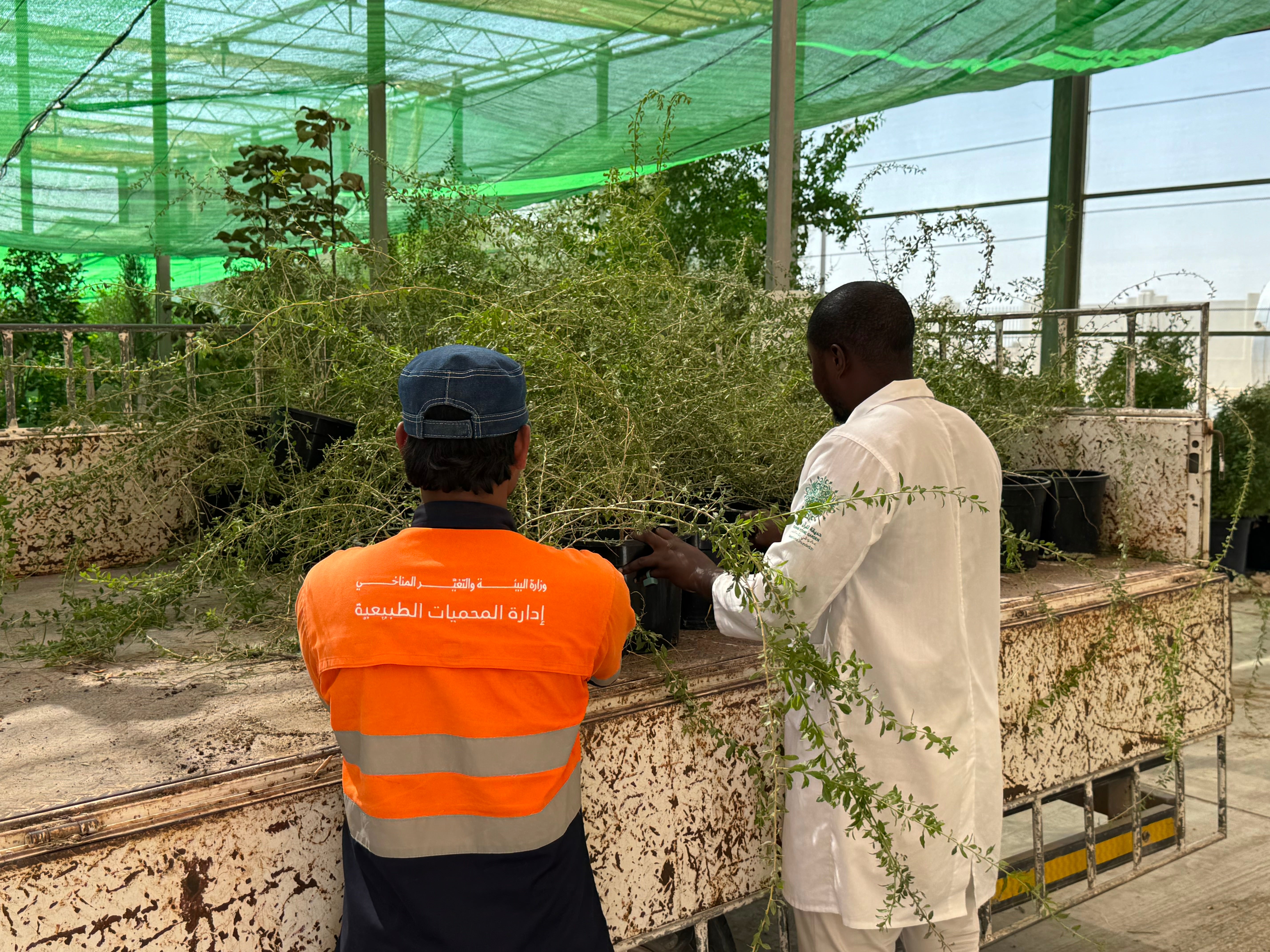  حديقة القرآن النباتية توزّع خمسة آلاف شجرة برية دعمًا لاستدامة الغطاء النباتي في قطر‬