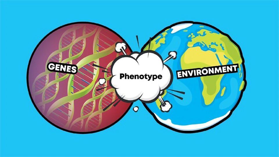 The Interplay Between Genetics and Environment in Type 2...