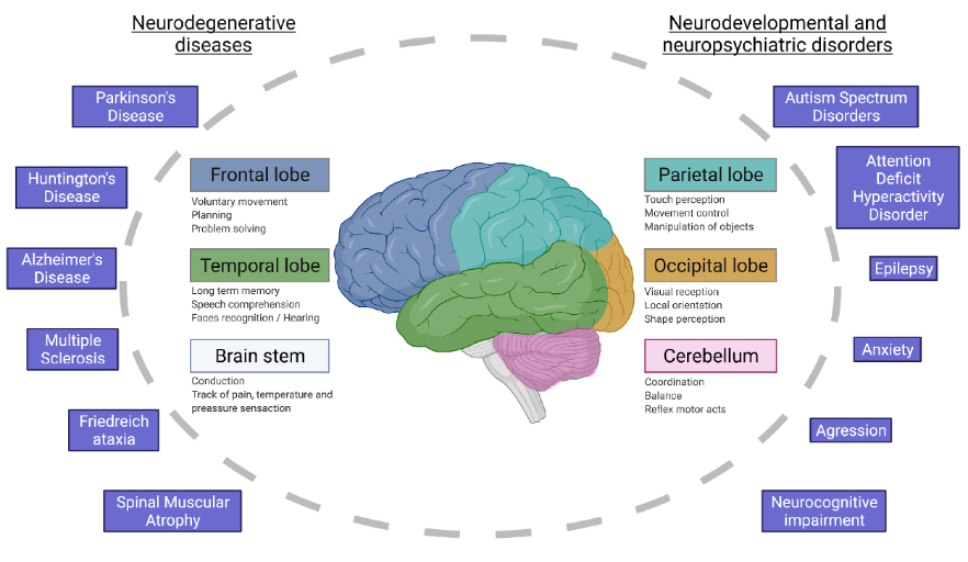 Figure 1: Brain lobes and functions. Major neurodegenerative diseases and neurodevelopmental/neuropsychiatry disorders.