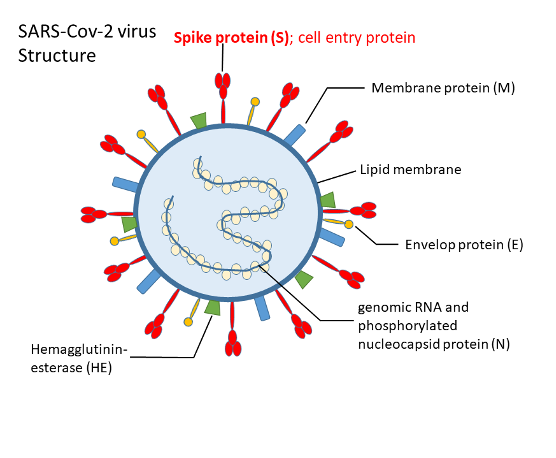  فيروس كوفيد-19
