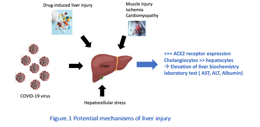 Figure.1 Potential mechanisms of liver injury