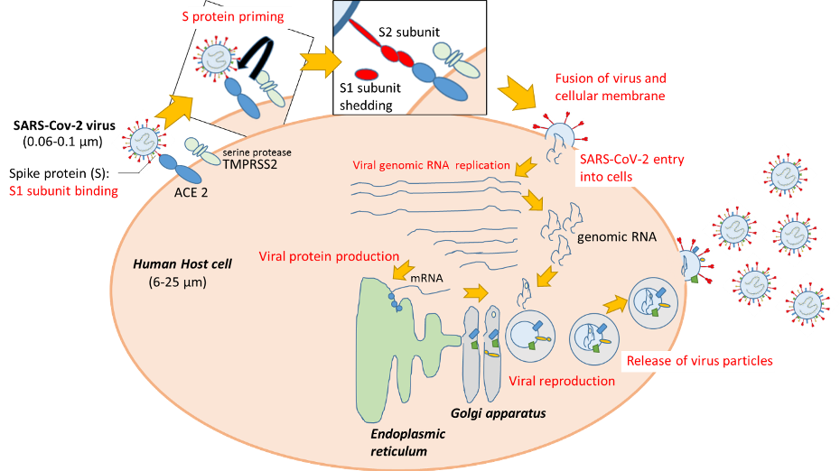 Life Cycle of SARS-CoV-2