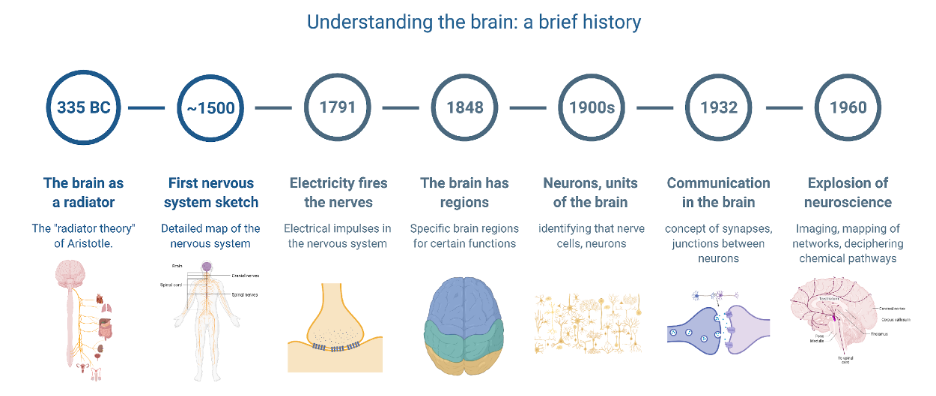 Figure 2: A brief history of brain research. 