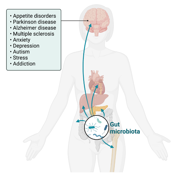 Figure 3: The Second Brain: Gut microbiota and brain disorders.