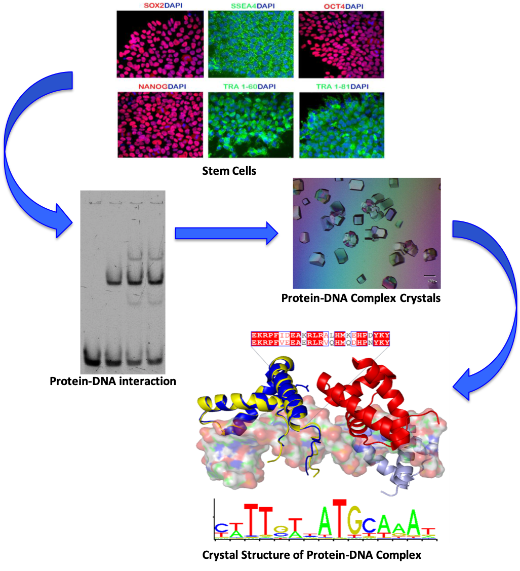 دارسة تفاعلات البروتين ذات العلاقة بتطور مسار الخلايا ومنها تطور خلايا البنكرياس