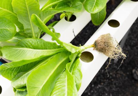 The project has identified the factors that regulate the productivity of high-quality vegetables in hydroponic and aquaponic horticulture