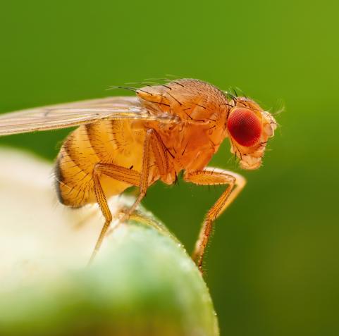 Fruit Flies are Shaping the Future of...