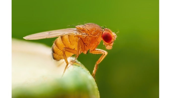 ذبابة الفاكهة تفتح آفاقًا جديدة لأبحاث علاج التوحد