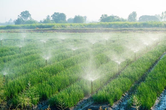 Soil Care and the Challenges of Agriculture in Qatar 